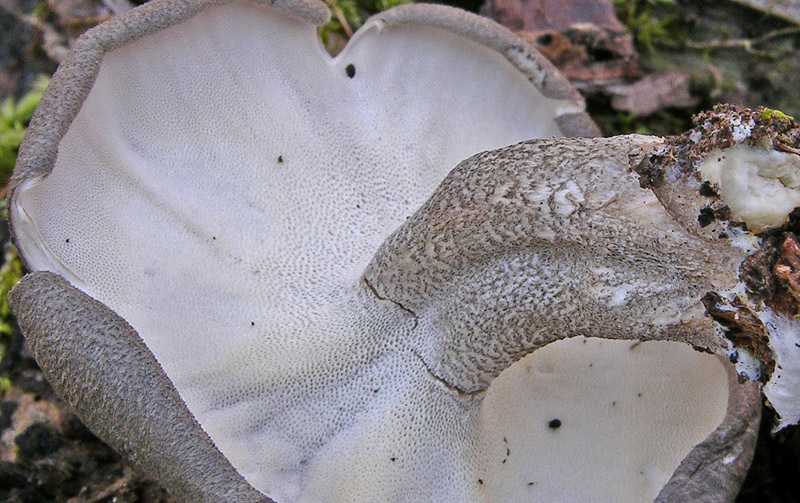 Ritrovamenti, mercoledi 10 aprile.